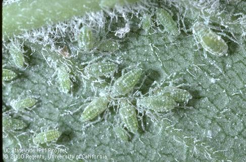 Mealy plum aphid colony.