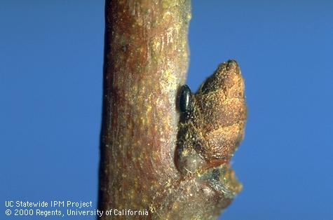 Mealy plum aphid egg at the base of a prune bud.