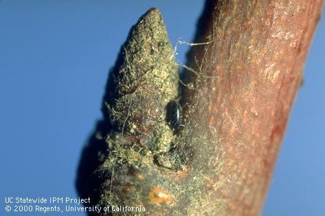 Mealy plum aphid egg at the base of a prune bud.