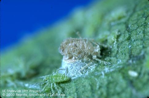 Parasitized mealy plum aphid and Praon sp. pupa.