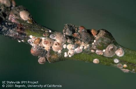 Colony of greedy scale, <I>Hemiberlesia rapax.</I>.