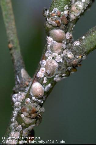 Nymphs and mature females of greedy scale, <i>Hemiberlesia rapax</i>.