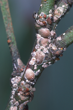 Nymphs and mature females of greedy scale.