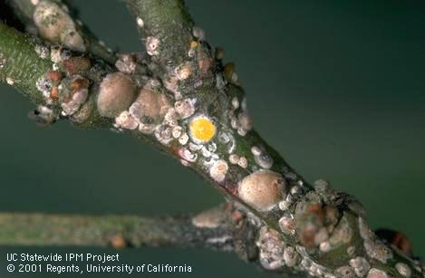 Colony of greedy scale, <I>Hemiberlesia rapax.</I>.