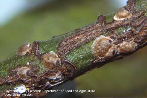 Greedy scale, <i>Hemiberlesia rapax.</i>.