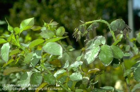 Image: Infestation of Raspberry Horntail. Credit: Jack Kelly Clark, UC ...