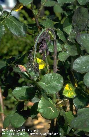 A rose terminal that wilted and died from a raspberry horntail, <i>Hartigia cressoni,</i> sawfly larva feeding inside the stem.