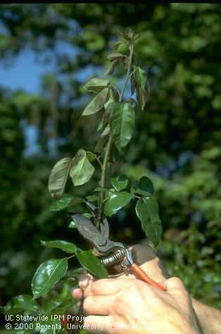 Pruning off a rose terminal to control an infestation of raspberry horntail, <i>Hartigia cressoni.</i> A larva of this sawfly feeding inside caused the terminal to wilt and die back.