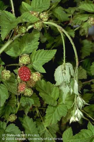 A caneberry terminal wilted because a young larva of the raspberry horntail, <i>Hartigia cressoni,</i> sawfly is feeding inside the stem.