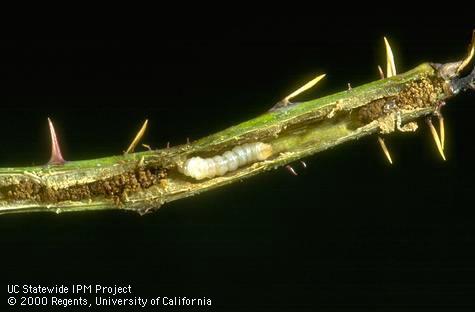 Raspberry horntail, <i>Hartigia cressoni,</i> sawfly larva and frass (excrement) inside a stem.