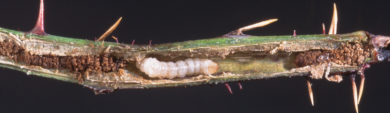 Raspberry horntail, Hartigia cressoni, sawfly larva and frass (excrement) inside a stem.