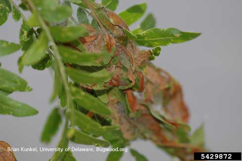 Mimosa webworm, <i>Homadaula anisocentra,</i> larval feeding damage, brown foliage webbed with silk.