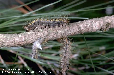 Fungus disease of silverspotted tiger moth.