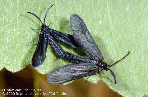 A mating adult male (right) and female western grapeleaf skeletonizer, <i>Harrisina brillians</i>.