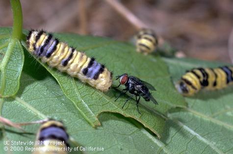 Parasite of western grapeleaf skeletonizer larva.