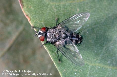 Adult parasite of western grapeleaf skeletonizer larva.