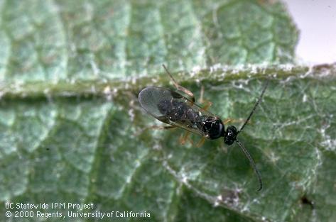 Western grapeleaf skeletonizer.