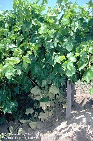 Crop damaged by western grapeleaf skeletonizer.