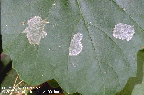 Brown to whitish discoloration on the upper side of a grape leaf caused by three groups of first instars (larvae) of western grapeleaf skeletonizer, <i>Harrisina brillians</i>, from different egg masses feeding on the leaf undersurface.