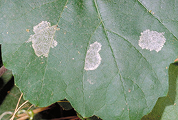 Discolored spots on the leaf upperside from three groups of first instar western grapeleaf skeletonizers feeding on the leaf underside.