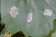 Pale, scraped surface of a grape leaf fed upon by larvae of western grapeleaf skeletonizer, Harrisina brillians.