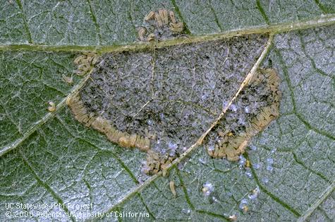 Crop damaged by western grapeleaf skeletonizer.