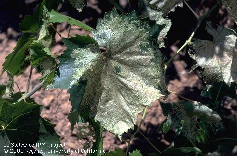 Crop damaged by western grapeleaf skeletonizer.