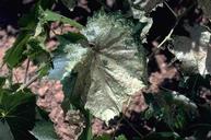 Continued feeding bye western grapeleaf skeltonizer