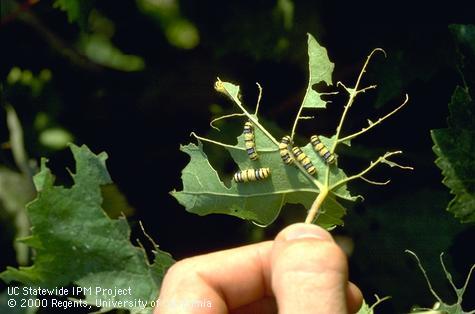 Fifth instar (shown) and older fourth instar western grapeleaf skeletonizers, <i>Harrisina brillians</i>, chew all the way through grape leaves leaving only the larger veins.