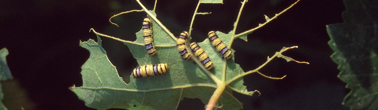 Fifth instar western grapeleaf skeletonizer larvae skeletonizing a leaf.