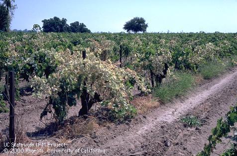 Crop damaged by western grapeleaf skeletonizer.