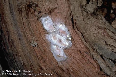 Cocoon of western grapeleaf skeletonizer.