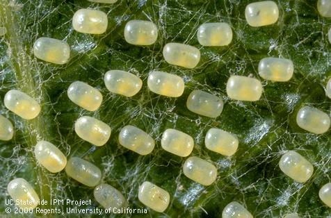 Egg of western grapeleaf skeletonizer.