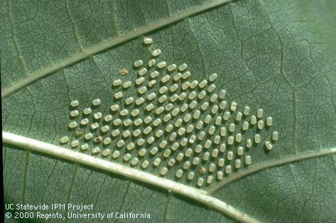 Egg of western grapeleaf skeletonizer.