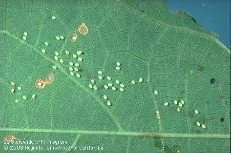 Egg of western grapeleaf skeletonizer.