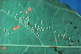 Scattered eggs