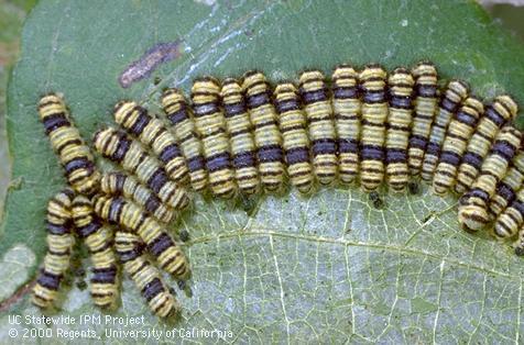 Larva of western grapeleaf skeletonizer.