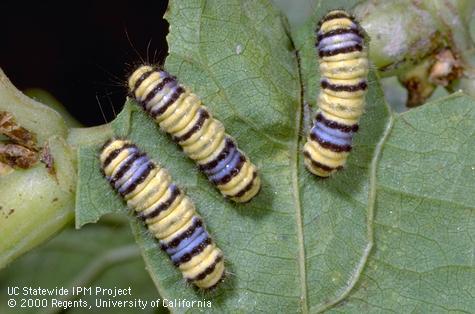 Larva of western grapeleaf skeletonizer.