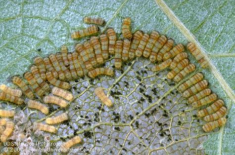 Larva of western grapeleaf skeletonizer.