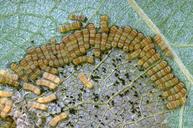 Pale, scraped surface of a grape leaf fed upon by larvae of western grapeleaf skeletonizer, Harrisina brillians.