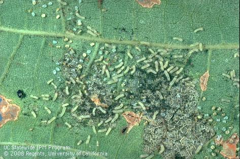 Virus diseased western grapeleaf skeletonizer.