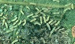Infected larvae