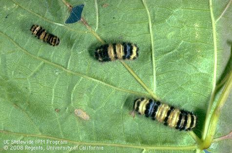 Virus diseased western grapeleaf skeletonizer.