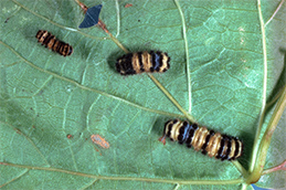 Dying larvae