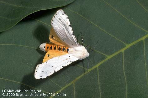 Adult (moth) fall webworm, <i>Hyphantria cunea</i>.