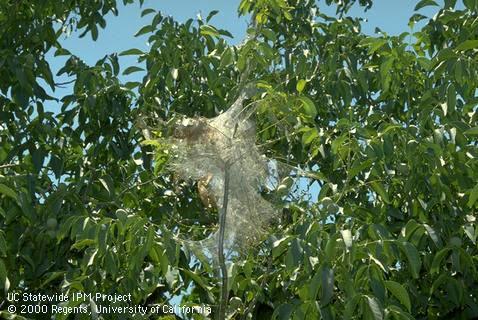 Silk tent on a branch terminal, within which larvae of the fall webworm, <i>Hyphantria cunea,</i> feed on leaves.