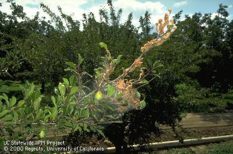 Fall webworm larvae feed inside a silken tent, which they expand as they consume more foliage.