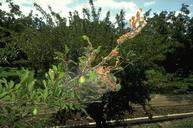 Fall webworm larvae feeding inside a silken tent that they enlarge as they consume foliage. 
