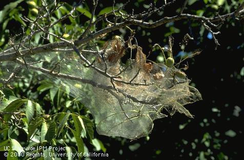 Crop damage by fall webworm.