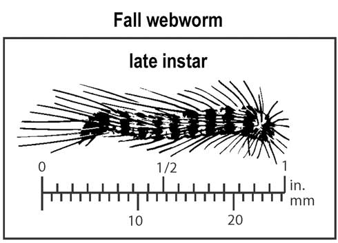 Relative size of a late-instar fall webworm, <i>Hyphantria cunea.</i>.